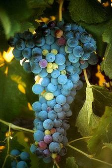 Product - Gentry Studio in Fallbrook, CA Misc Photographers