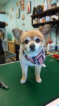 Product - Gette A Groom in Klamath Falls, OR Pet Boarding & Grooming Product - Gette A Groom in Klamath Falls, OR Pet Boarding & Grooming