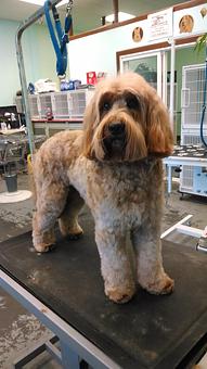 Product - Gette A Groom in Klamath Falls, OR Pet Boarding & Grooming Product - Gette A Groom in Klamath Falls, OR Pet Boarding & Grooming