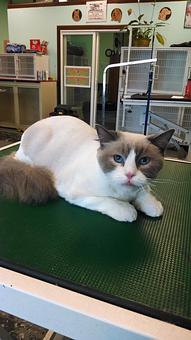 Product - Gette A Groom in Klamath Falls, OR Pet Boarding & Grooming Product - Gette A Groom in Klamath Falls, OR Pet Boarding & Grooming