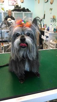 Product - Gette A Groom in Klamath Falls, OR Pet Boarding & Grooming Product - Gette A Groom in Klamath Falls, OR Pet Boarding & Grooming