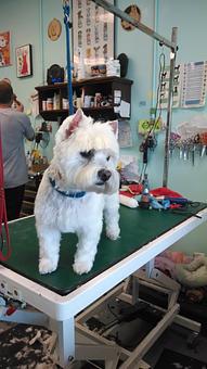 Product - Gette A Groom in Klamath Falls, OR Pet Boarding & Grooming Product - Gette A Groom in Klamath Falls, OR Pet Boarding & Grooming