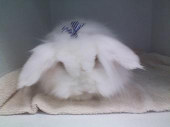 Product - Gette A Groom in Klamath Falls, OR Pet Boarding & Grooming Product - Gette A Groom in Klamath Falls, OR Pet Boarding & Grooming