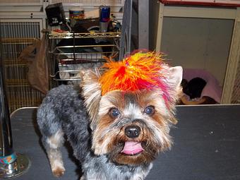 Product - Gette A Groom in Klamath Falls, OR Pet Boarding & Grooming Product - Gette A Groom in Klamath Falls, OR Pet Boarding & Grooming