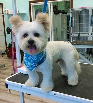 Product - Gette A Groom in Klamath Falls, OR Pet Boarding & Grooming Product - Gette A Groom in Klamath Falls, OR Pet Boarding & Grooming