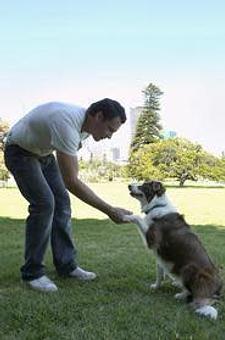 Product - Golden Paws in Fairfield, NJ Pet Boarding & Grooming