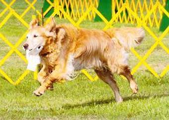 Product - Golden Paws in Fairfield, NJ Pet Boarding & Grooming