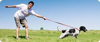 Product - Golden Paws in Fairfield, NJ Pet Boarding & Grooming