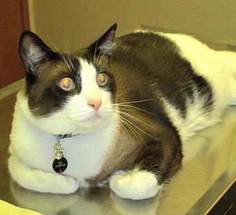 Product: Ted is very relaxed at his first visit! - Good Samaritan Veterinary Hospital in San Leandro, CA Hospitals