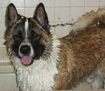 Product: Akio loves his bath! - Good Samaritan Veterinary Hospital in San Leandro, CA Hospitals