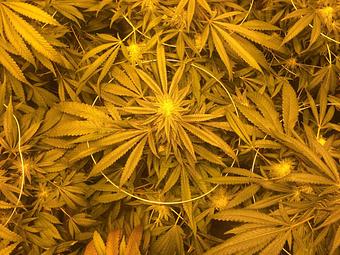 Product - Green Grass Central City in Central City, CO City & County Government