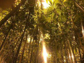 Product - Green Grass Central City in Central City, CO City & County Government