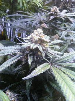 Product - Green Grass Central City in Central City, CO City & County Government