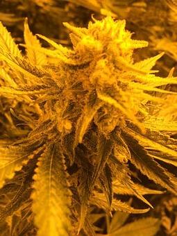 Product - Green Grass Central City in Central City, CO City & County Government