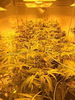 Product - Green Grass Central City in Central City, CO City & County Government