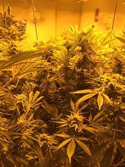 Product - Green Grass Central City in Central City, CO City & County Government