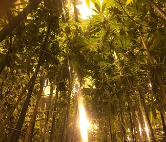 Product - Green Grass Central City in Central City, CO City & County Government