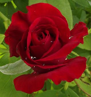 Product - Green Stop in Nazareth, PA American Restaurants