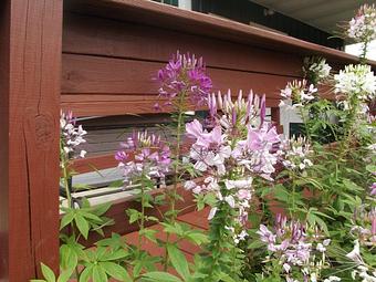 Product - Green Stop in Nazareth, PA American Restaurants