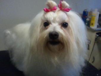 Product - Grooming By Eloise in Avoca, PA Pet Boarding & Grooming