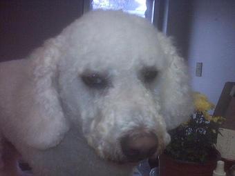 Product - Grooming By Eloise in Avoca, PA Pet Boarding & Grooming