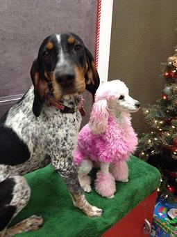 Product - Groomingdale's in Billings, MT Pet Care Services