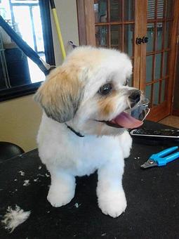 Product - Groomingdale's in Billings, MT Pet Care Services