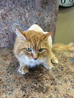 Product - Groomingdale's in Billings, MT Pet Care Services