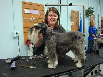 Product - Groomingdale's in Billings, MT Pet Care Services