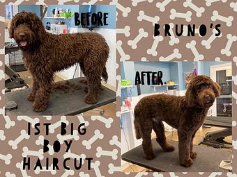 Product - GroomTown Pet Boutique & Spa in North Andover, MA Day Spas