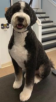 Product - GroomTown Pet Boutique & Spa in North Andover, MA Day Spas