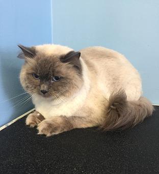 Product - GroomTown Pet Boutique & Spa in North Andover, MA Day Spas