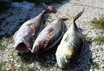 Product - Gulfstar Fishing in Tarpon Springs, FL Fishing Tackle & Supplies