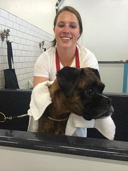 Product - Hairy & Merry Pet Spa & Dog Wash in Little Italy - San Diego, CA Pet Boarding & Grooming