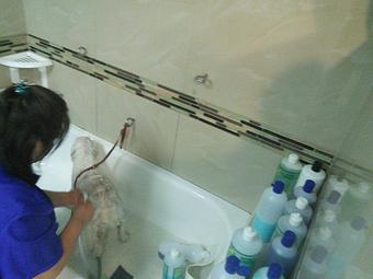 Product - Happy Paws Pet Grooming in Santa Ana, CA Pet Boarding & Grooming