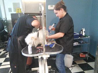 Product - Happy Paws Pet Grooming in Santa Ana, CA Pet Boarding & Grooming