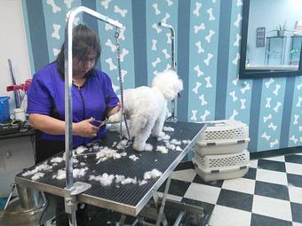 Product - Happy Paws Pet Grooming in Santa Ana, CA Pet Boarding & Grooming