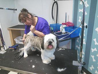 Product - Happy Paws Pet Grooming in Santa Ana, CA Pet Boarding & Grooming