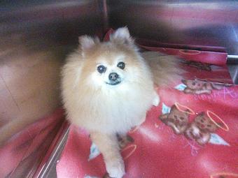 Product - Happy Paws Pet Grooming in Santa Ana, CA Pet Boarding & Grooming