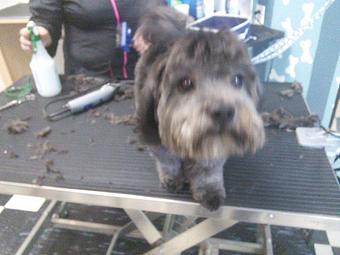 Product - Happy Paws Pet Grooming in Santa Ana, CA Pet Boarding & Grooming