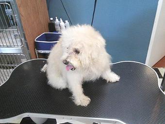 Product - Happy Paws Pet Grooming in Santa Ana, CA Pet Boarding & Grooming