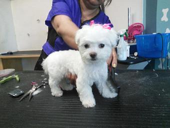 Product - Happy Paws Pet Grooming in Santa Ana, CA Pet Boarding & Grooming
