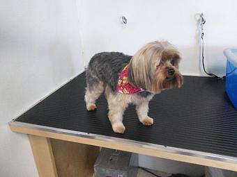Product - Happy Paws Pet Grooming in Santa Ana, CA Pet Boarding & Grooming