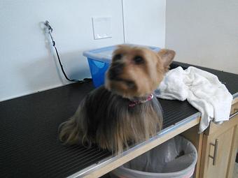 Product - Happy Paws Pet Grooming in Santa Ana, CA Pet Boarding & Grooming