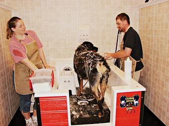 Product - Happy Tails Self-Serve Dog Wash & Grooming in Sandwich, MA Pet Boarding & Grooming