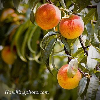 Product - Hawkins Photography in Historic Downtown Ruston, Louisiana - Ruston, LA Misc Photographers