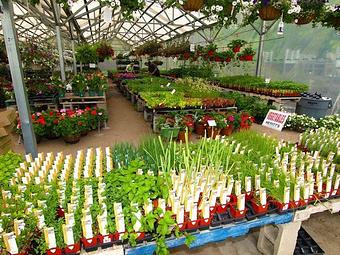 Product - Hewitts Garden Center: Clifton Park in Clifton Park, NY Nurseries & Garden Centers
