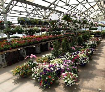 Product - Hewitts Garden Center: Clifton Park in Clifton Park, NY Nurseries & Garden Centers