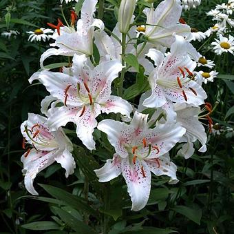 Product - Hewitts Garden Center: Clifton Park in Clifton Park, NY Nurseries & Garden Centers