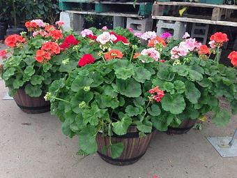 Product - Hewitts Garden Center: Guilderland - Stores - Cor Route 20 & Alvina Blvd in Albany, NY Nurseries & Garden Centers